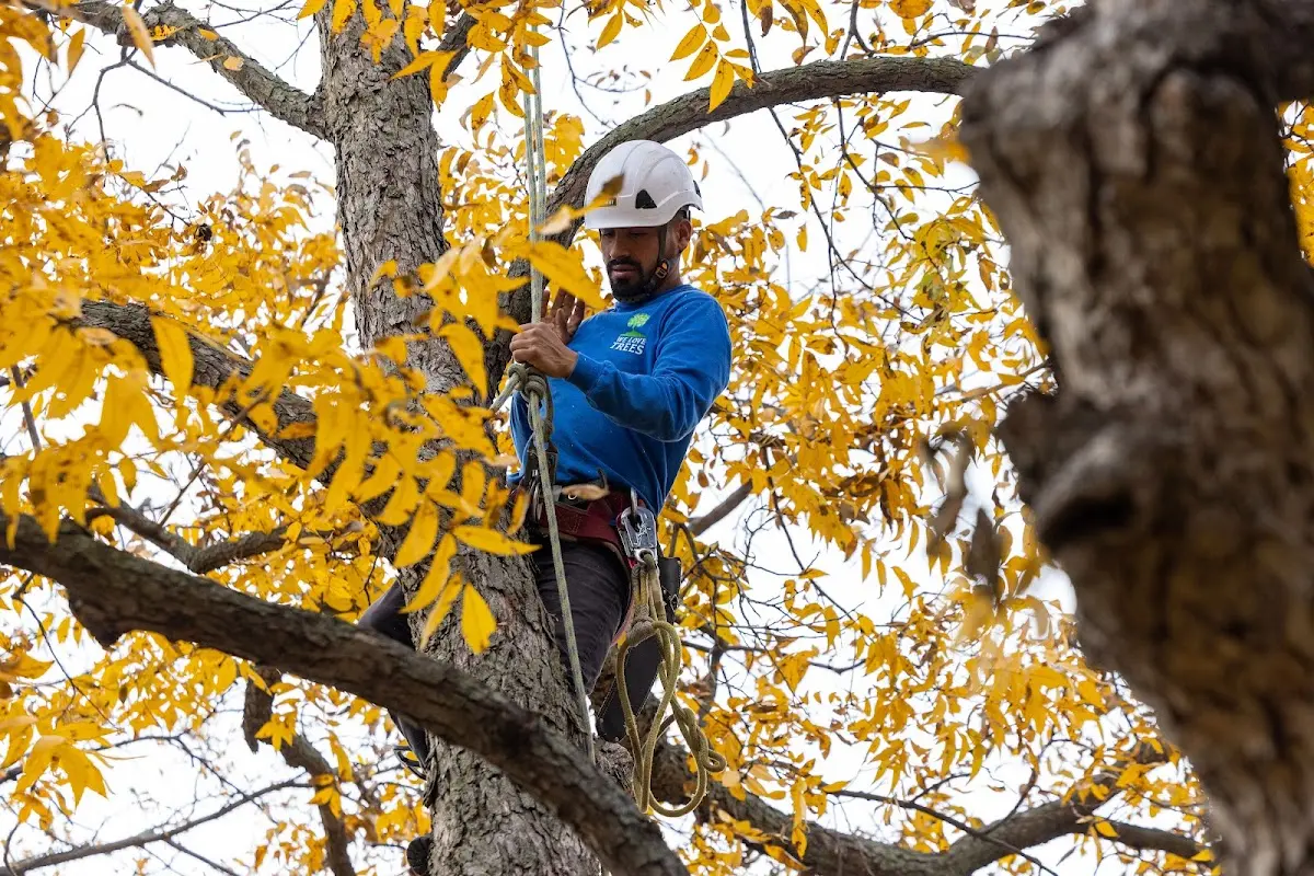 Skilled Tree Transplanting crew working in Saunderstown